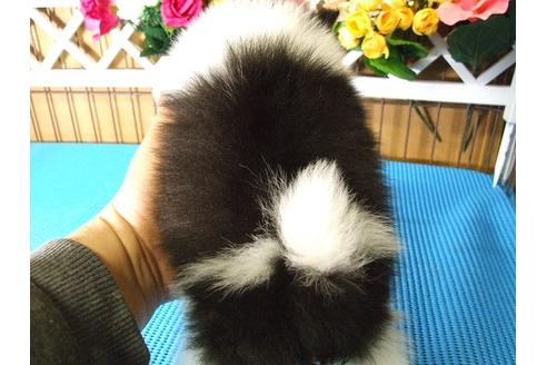 成約済の三重県のポメラニアン-14223の1枚目